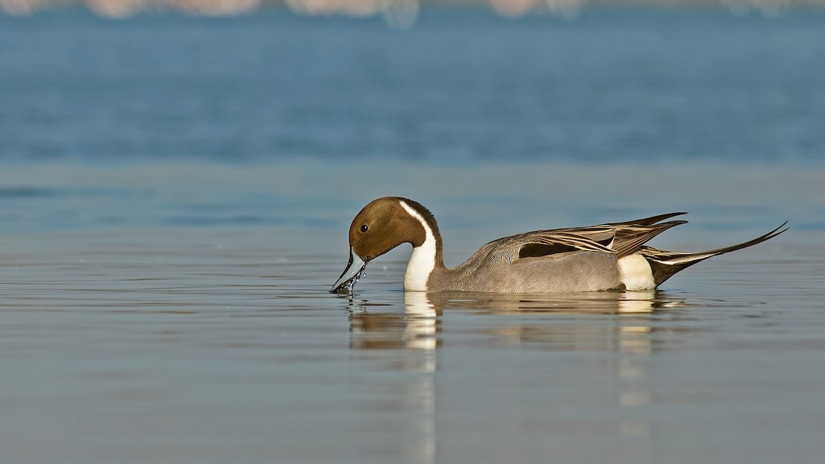 Northern Pintail - Sezai Goksu