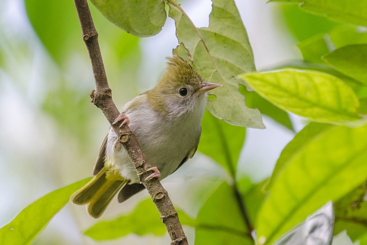 White-bellied Erpornis - ML130262041