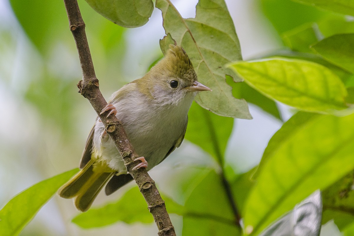 White-bellied Erpornis - John Clough