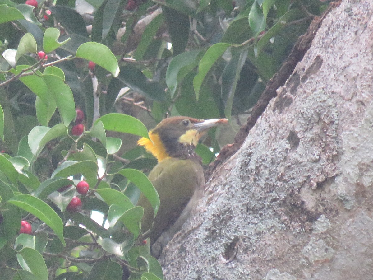 Greater Yellownape - Jack Noordhuizen