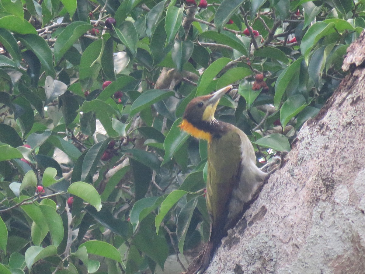 Greater Yellownape - Jack Noordhuizen