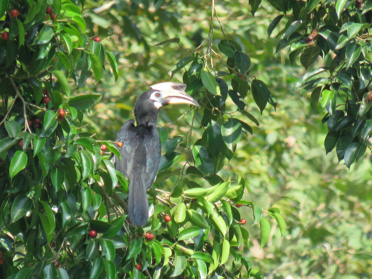 Oriental Pied-Hornbill - ML130262721