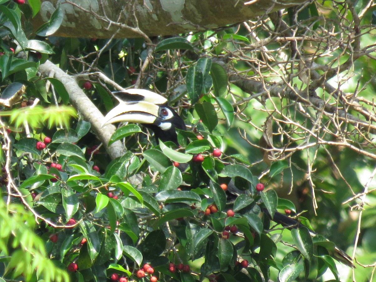 Птах-носоріг малабарський - ML130262731