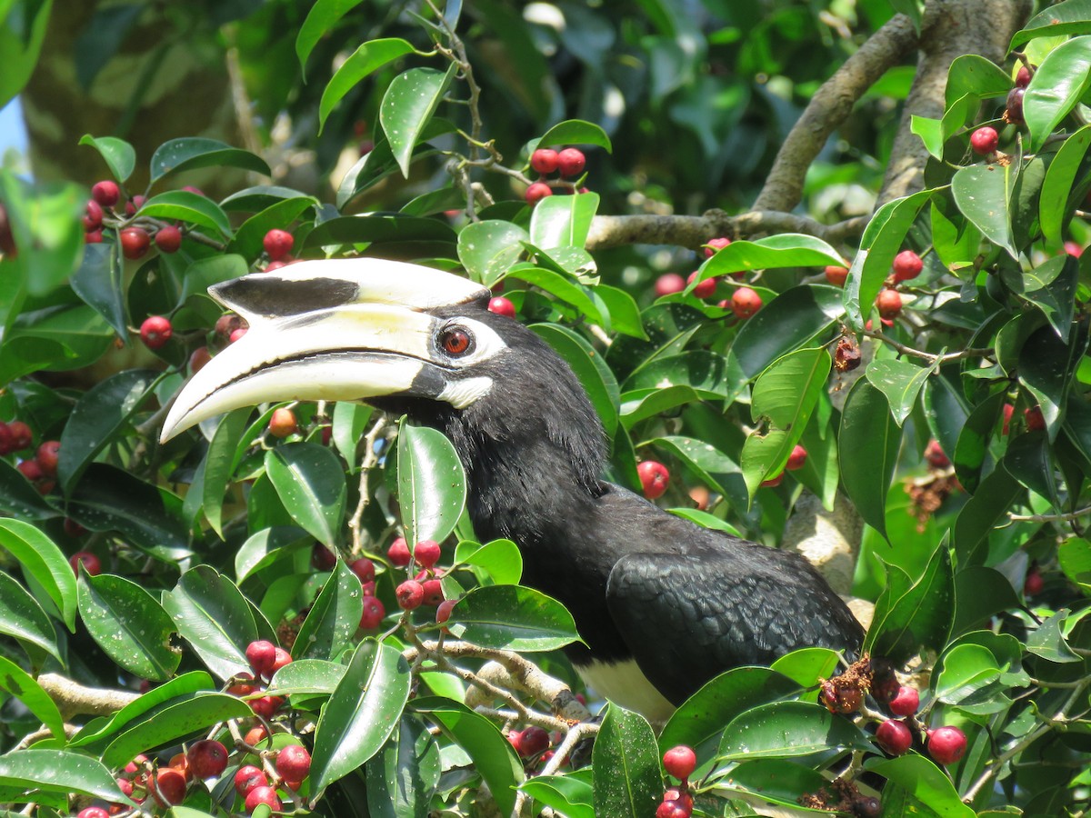 Oriental Pied-Hornbill - ML130262741