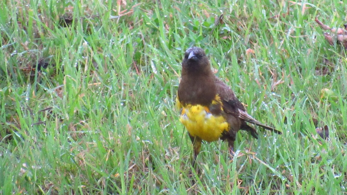 Brown-and-yellow Marshbird - ML130263101