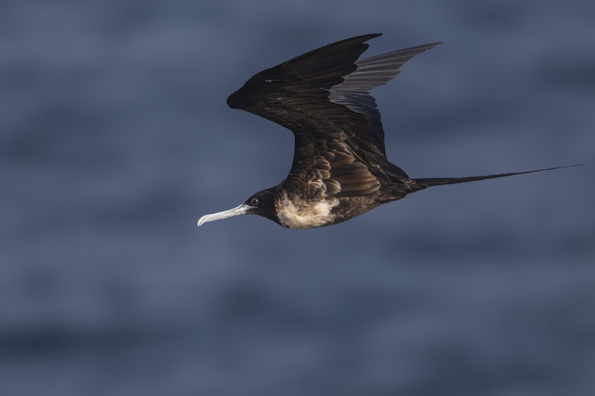 Magnificent Frigatebird - Bradley Hacker 🦜