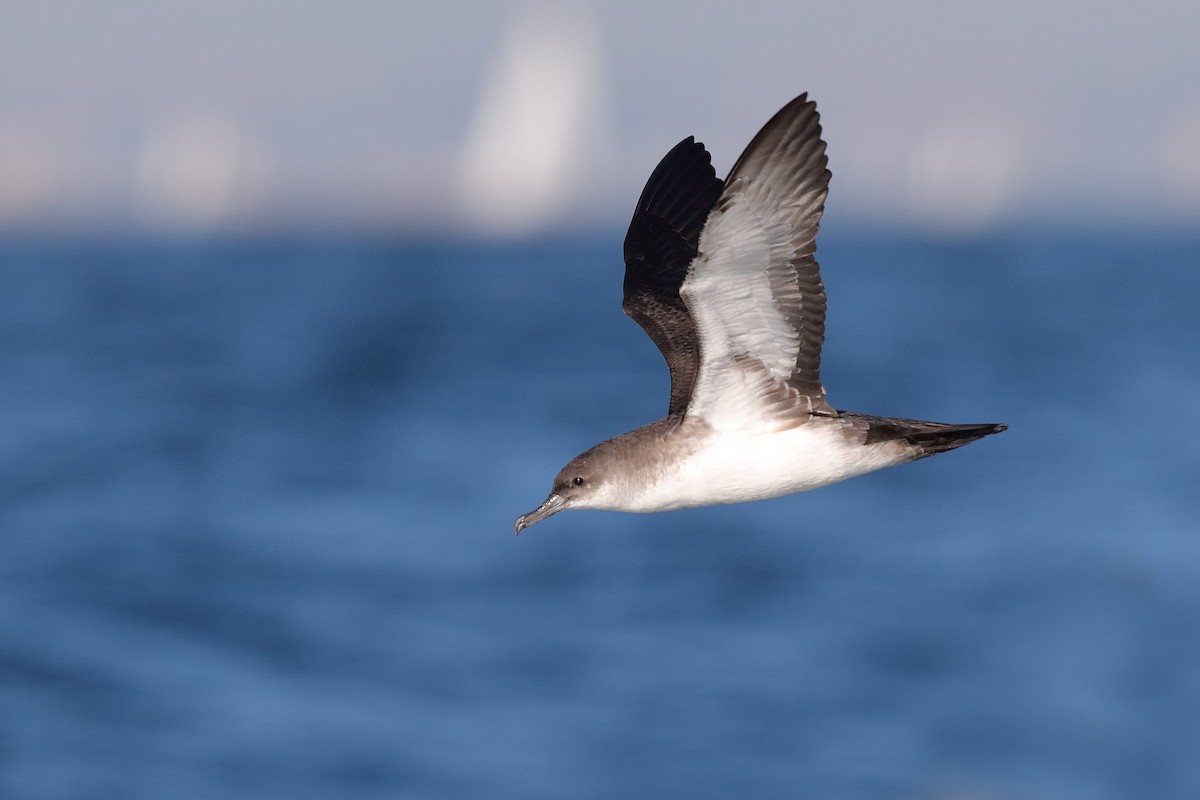 Black-vented Shearwater - Bruce Rideout
