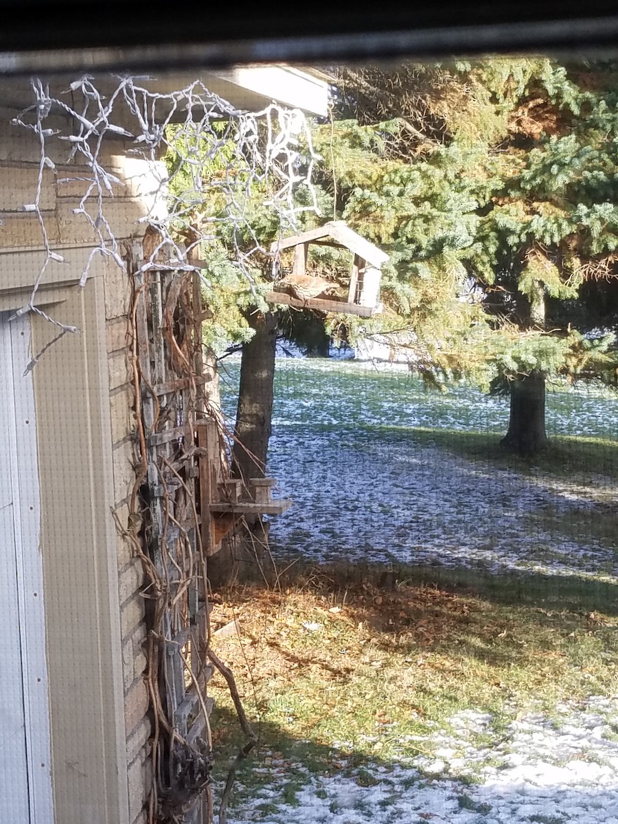 Brown Thrasher - ML130265321