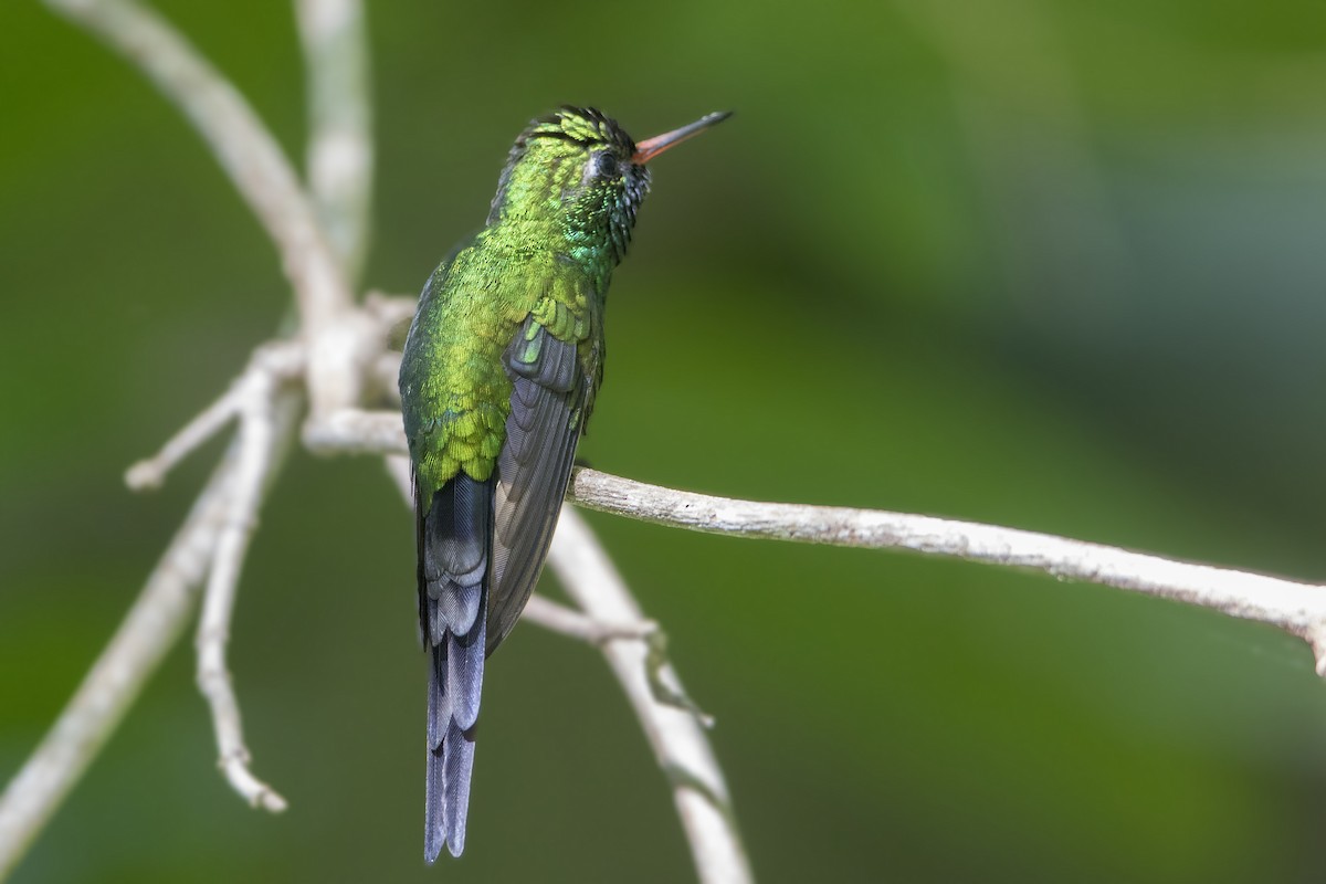 Golden-crowned Emerald - Bradley Hacker 🦜