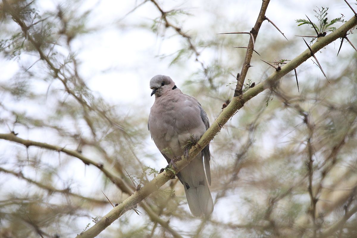 Ring-necked Dove - ML130265861