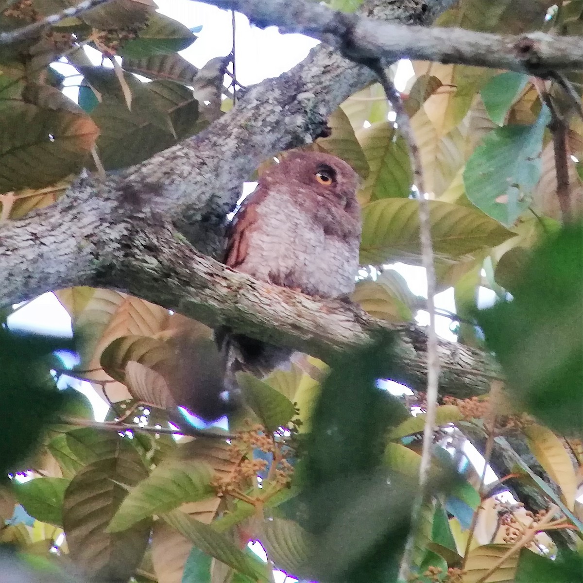 Foothill Screech-Owl - ML130266171