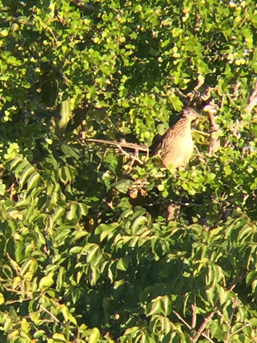 Lesser Roadrunner - ML130266931