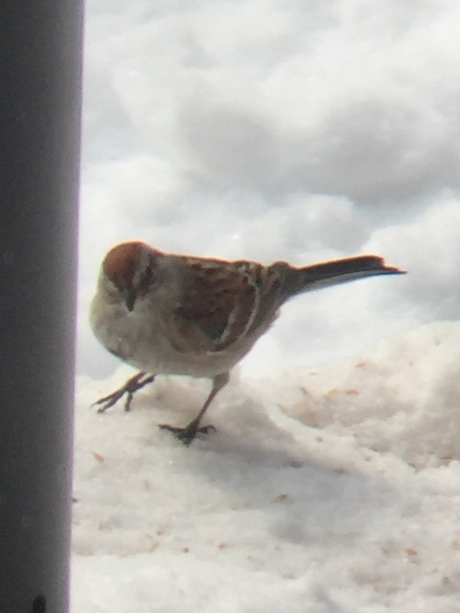 American Tree Sparrow - ML130267381