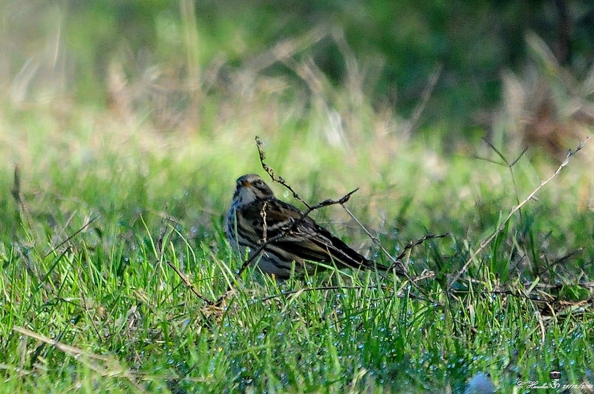 Meadow Pipit - Carl  Hawker