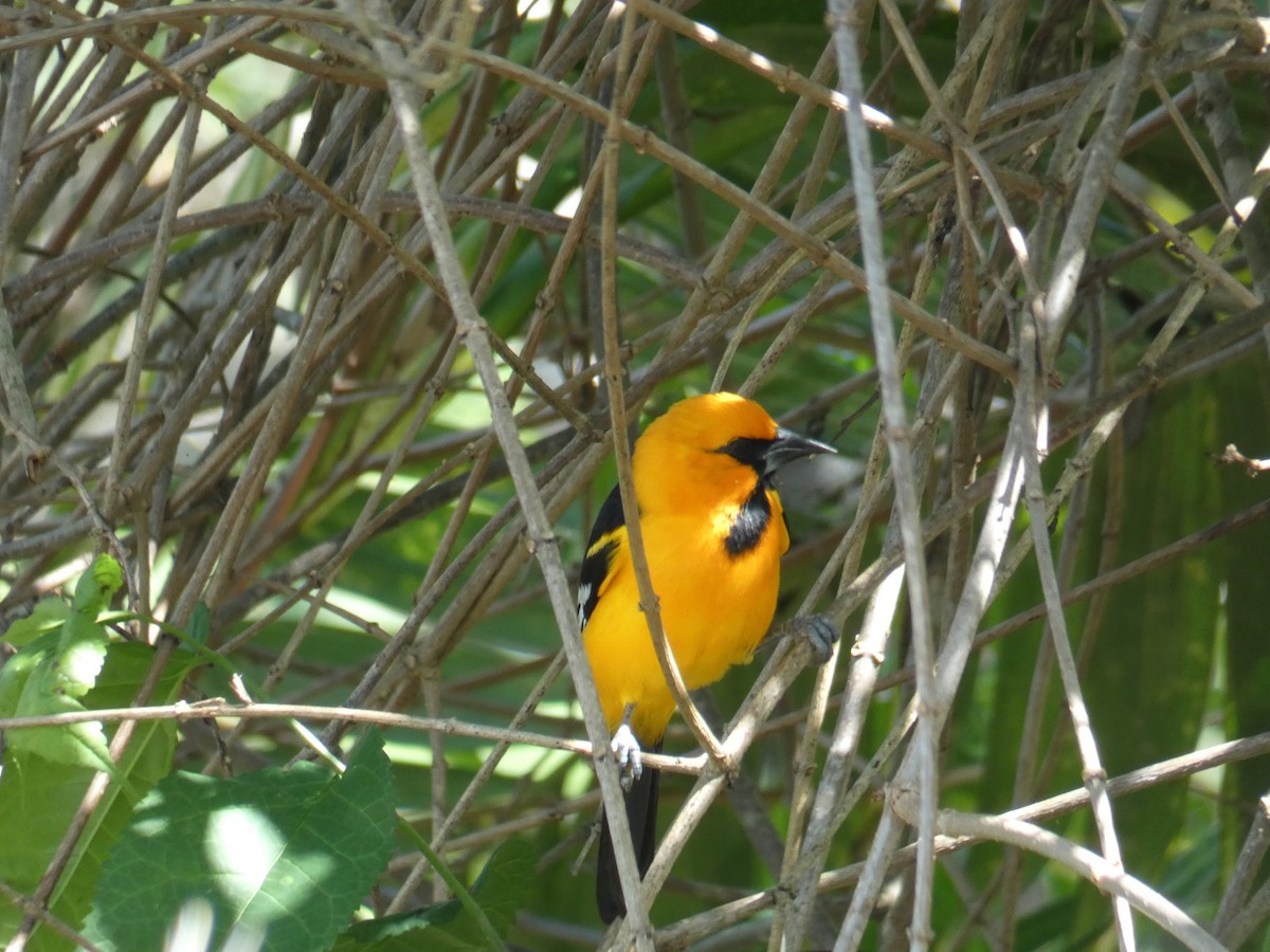 Oriole à gros bec - ML130267831