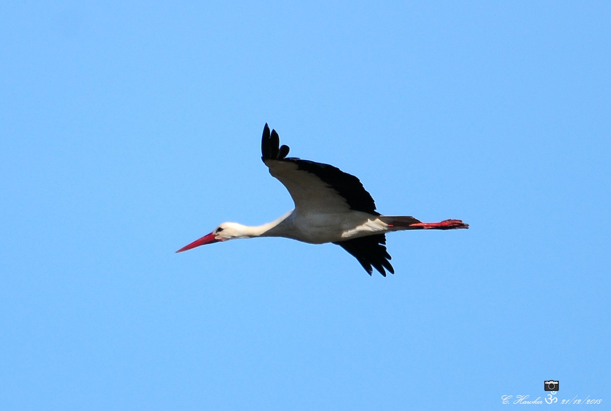 White Stork - ML130267881
