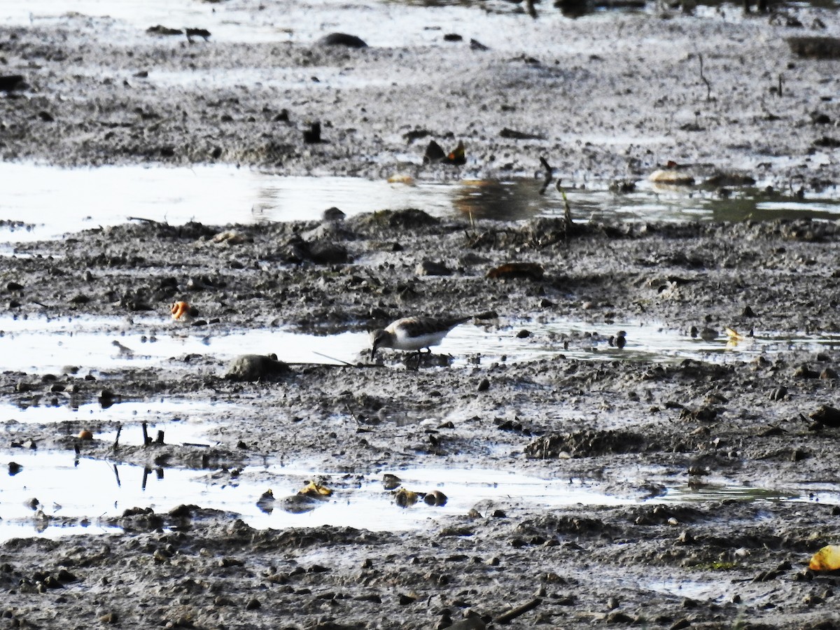 Red-necked Stint - RAVINDRA SATHAYE