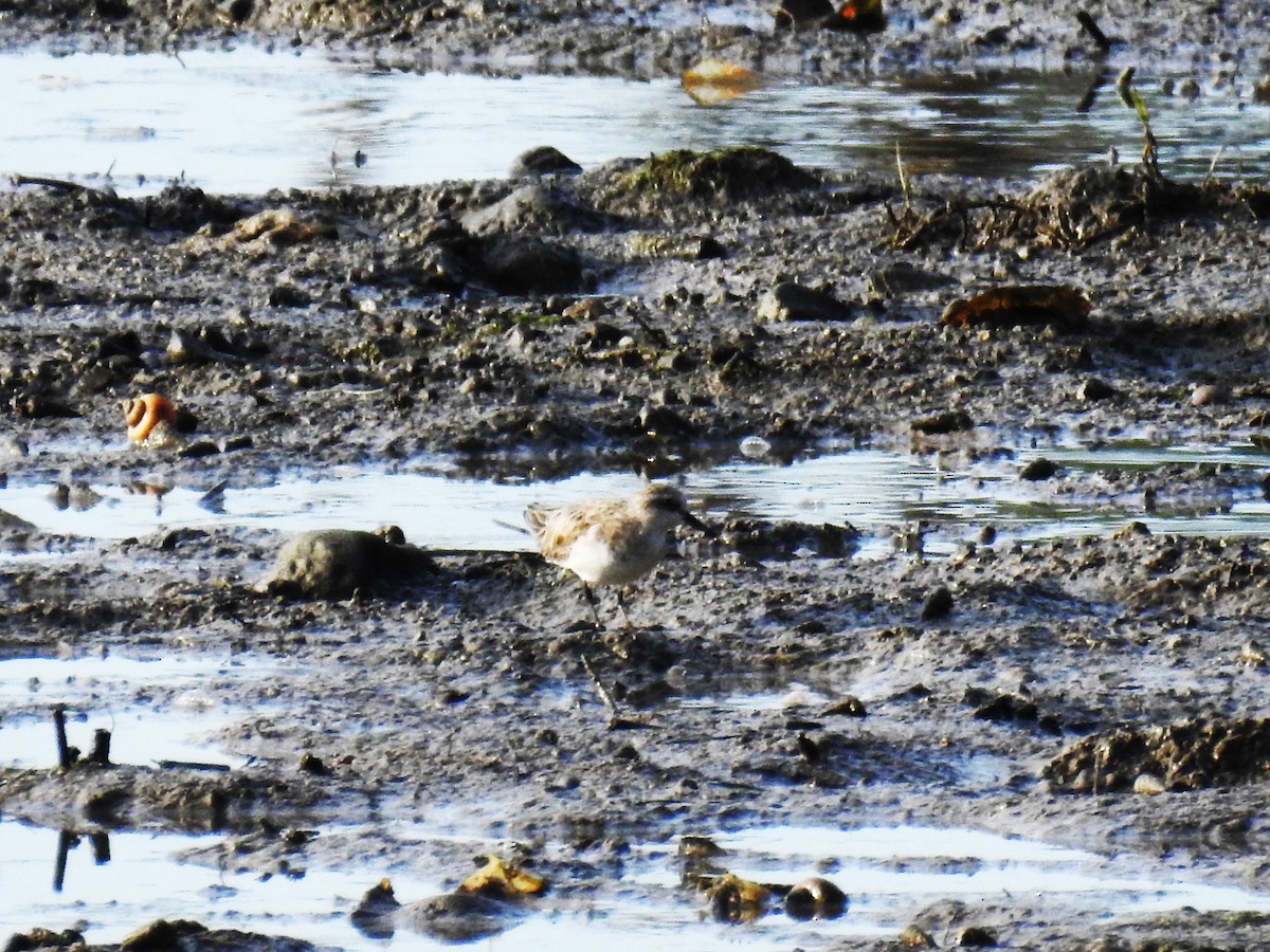 Red-necked Stint - ML130269361