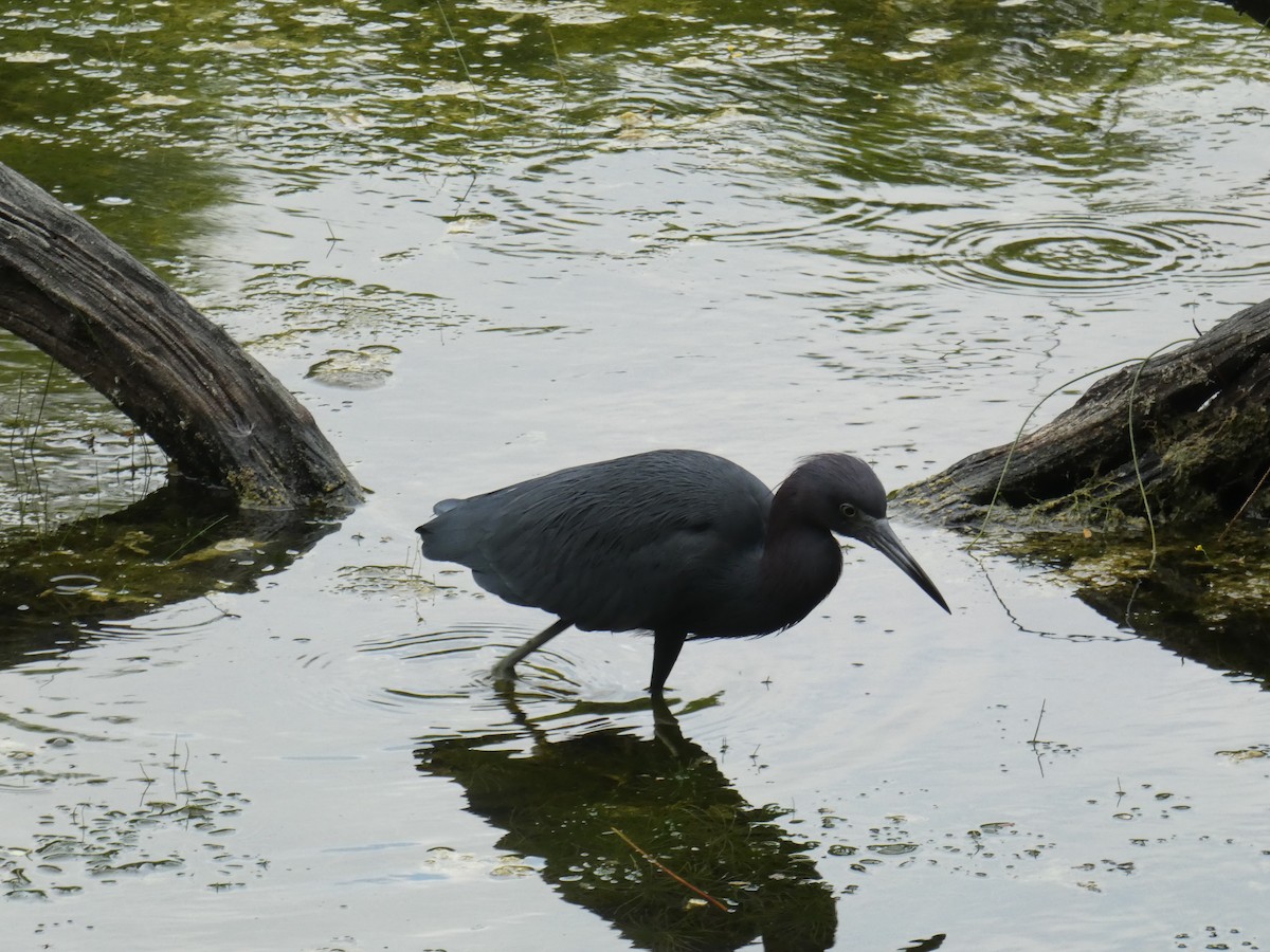 Little Blue Heron - ML130270811