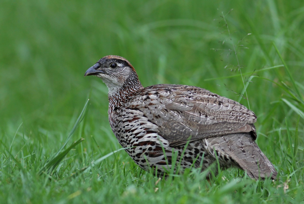 Erckel's Spurfowl - ML130271831