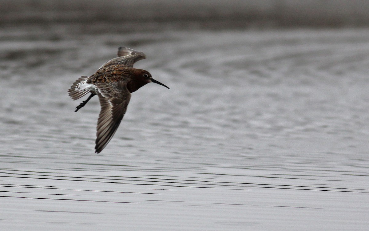 Curlew Sandpiper - ML130273161