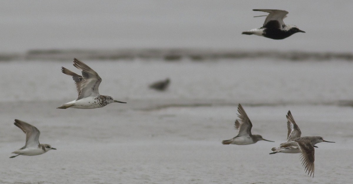 Nordmann's Greenshank - ML130273401