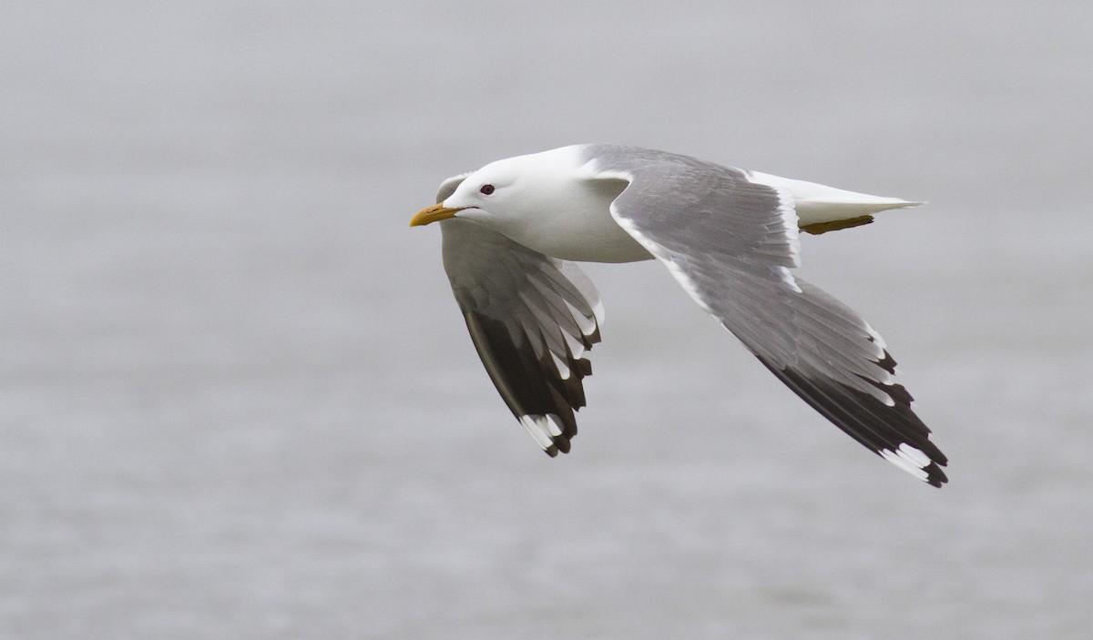 Common Gull (Kamchatka) - ML130274801