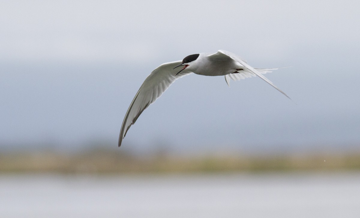 Common Tern (longipennis) - ML130274891