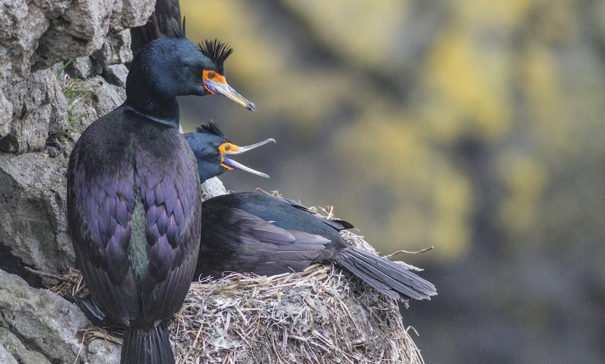 Cormorán Carirrojo - ML130274981