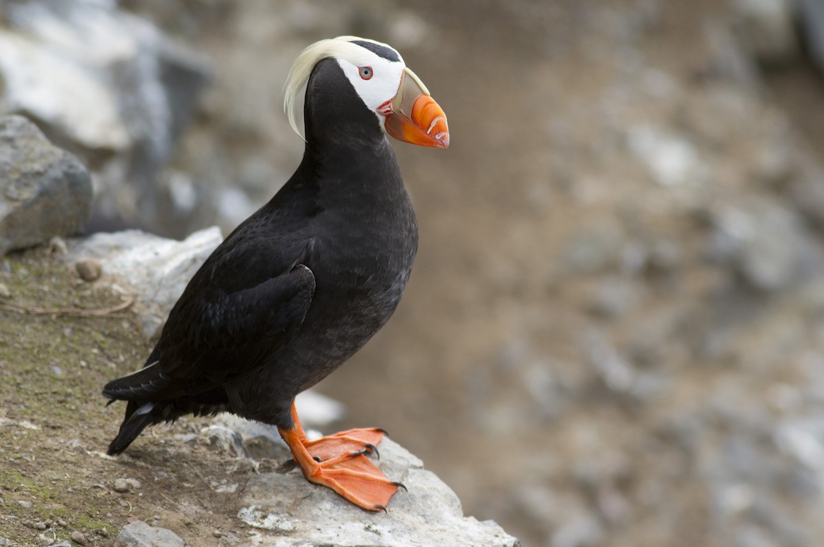 Tufted Puffin - Benjamin Van Doren