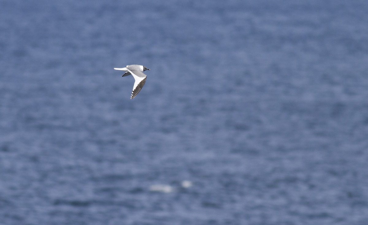 Sabine's Gull - ML130275241