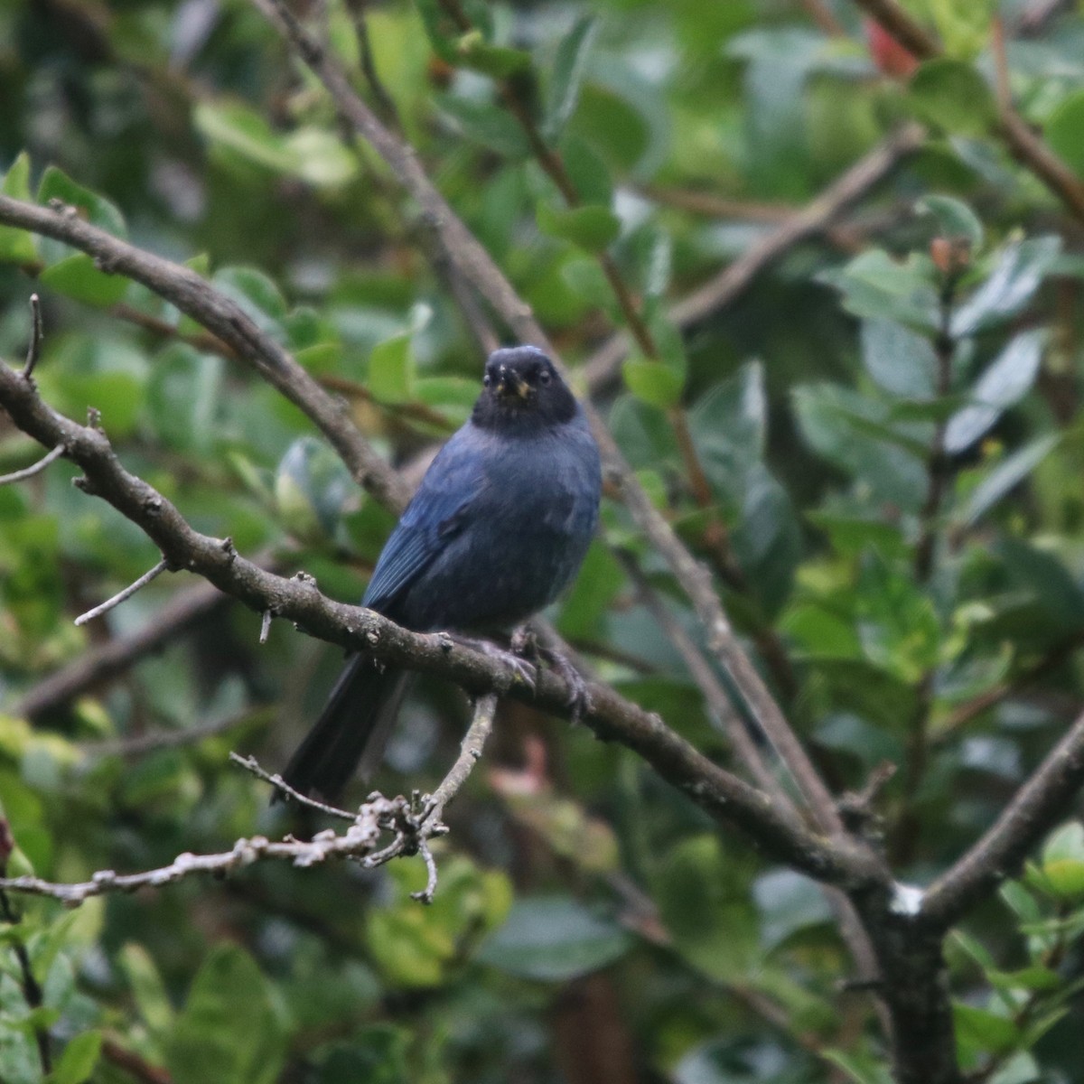 Masked Flowerpiercer - ML130276321