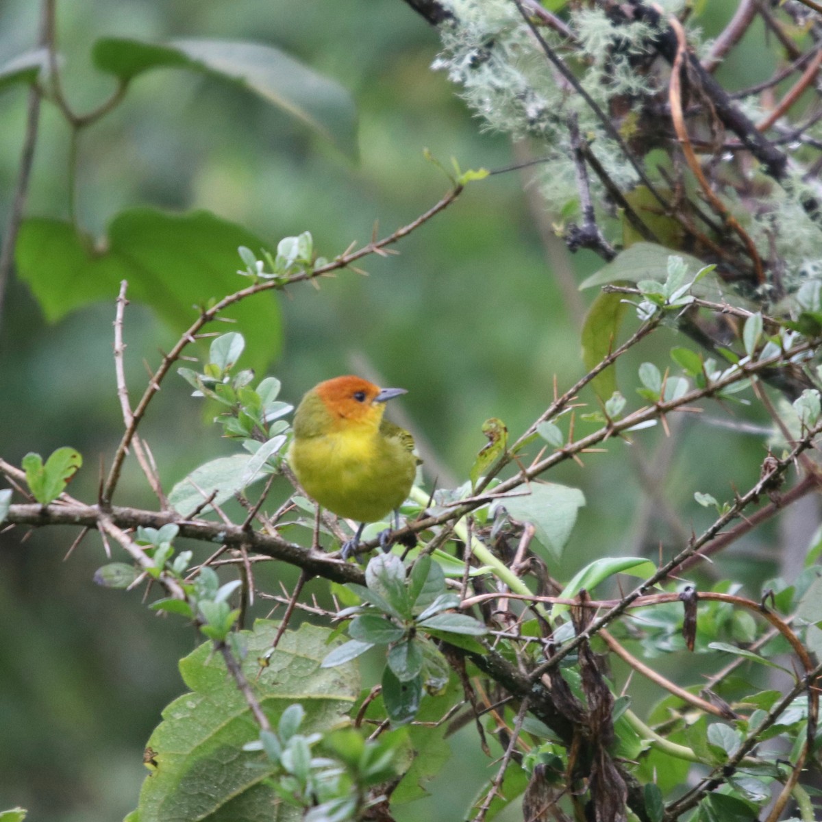 Rust-and-yellow Tanager - Daniel S.