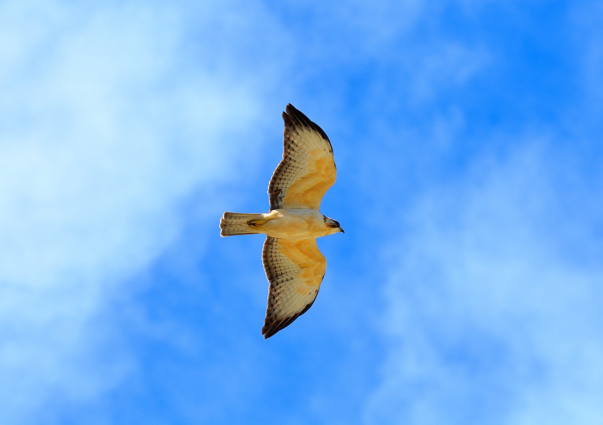 Short-tailed Hawk - ML130277221