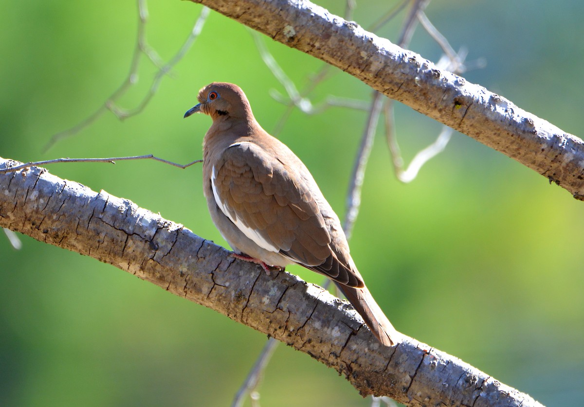 White-winged Dove - ML130277321