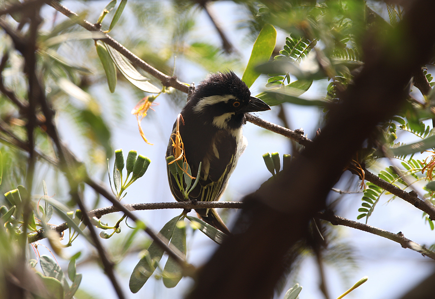 Spot-flanked Barbet - ML130278061