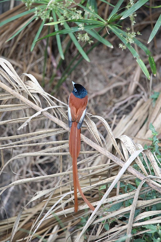 African Paradise-Flycatcher - ML130278071