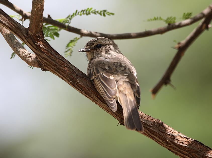 African Gray Flycatcher - ML130278081