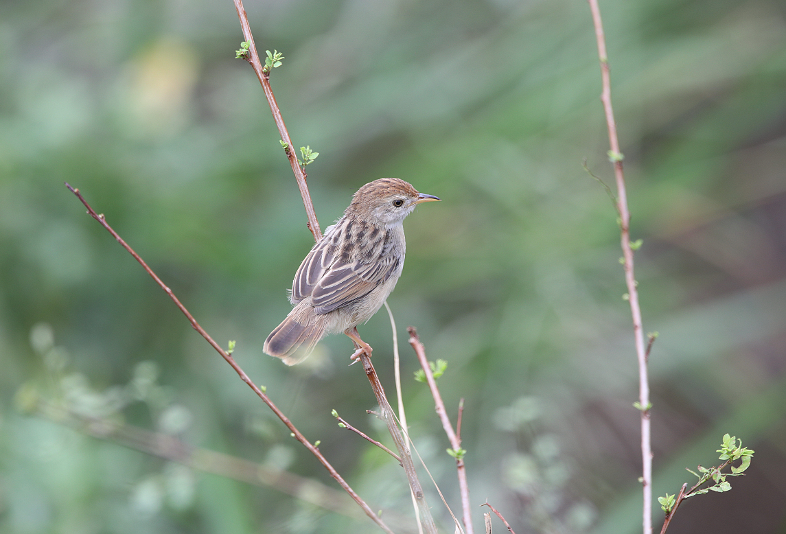 Rattling Cisticola - ML130278121