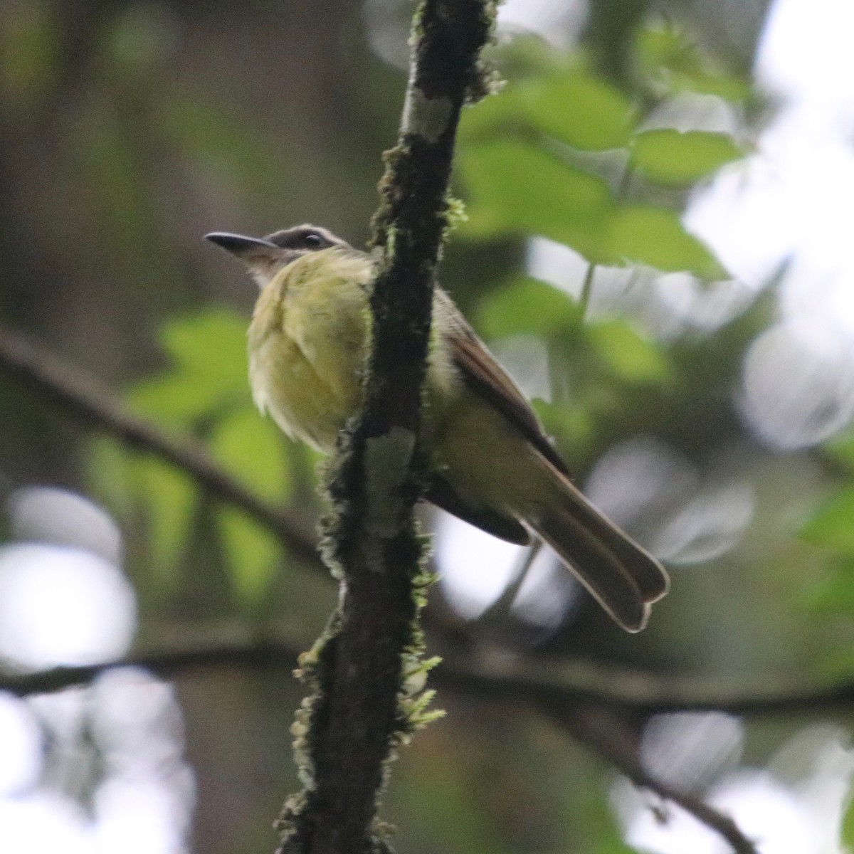 Golden-crowned Flycatcher - Daniel S.