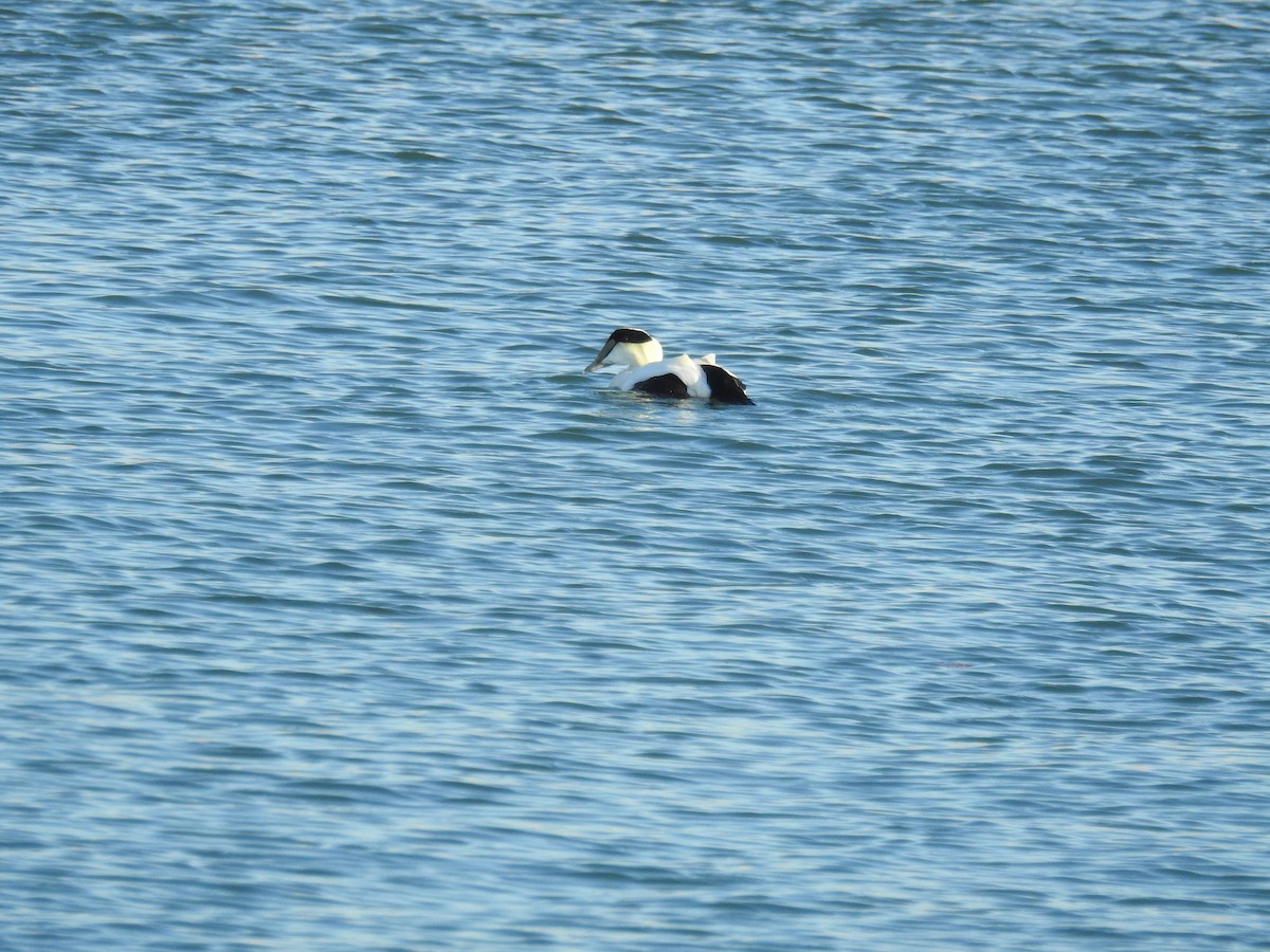 Common Eider - ML130278481