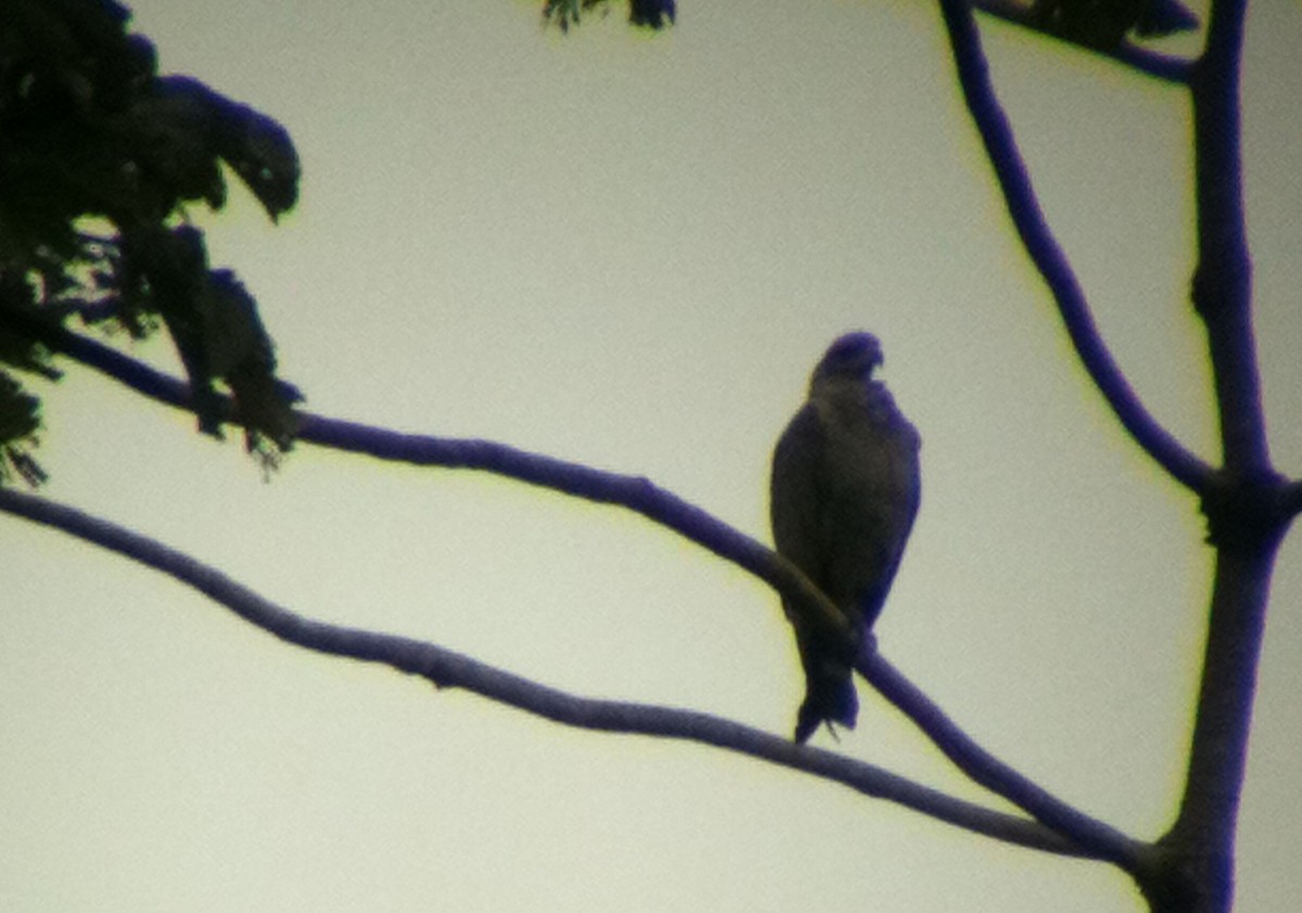 Chaco Eagle - ML130278821
