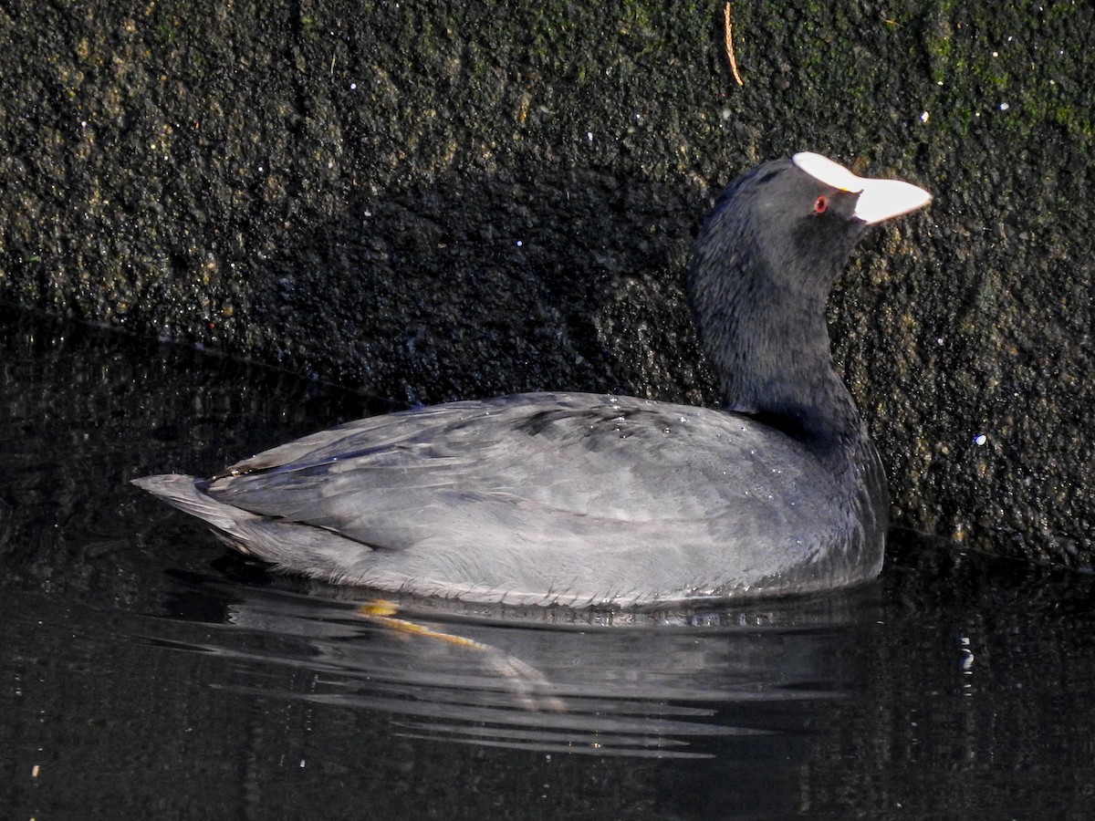 Eurasian Coot - ML130278831