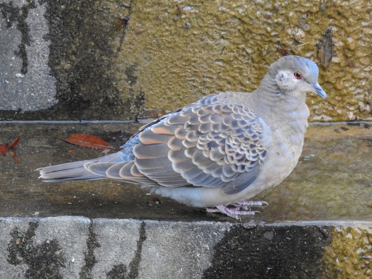 Oriental Turtle-Dove - ML130279131