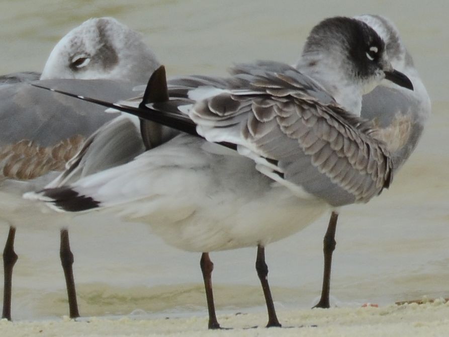 Franklin's Gull - Mark Freeman