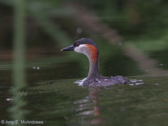 Madagascar Grebe - ML130281171