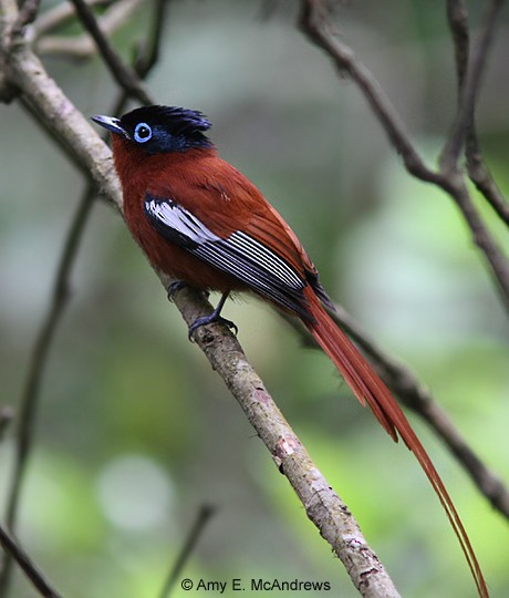 Malagasy Paradise-Flycatcher - Amy McAndrews