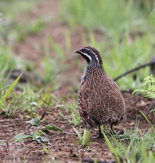 Madagascar Partridge - Amy McAndrews