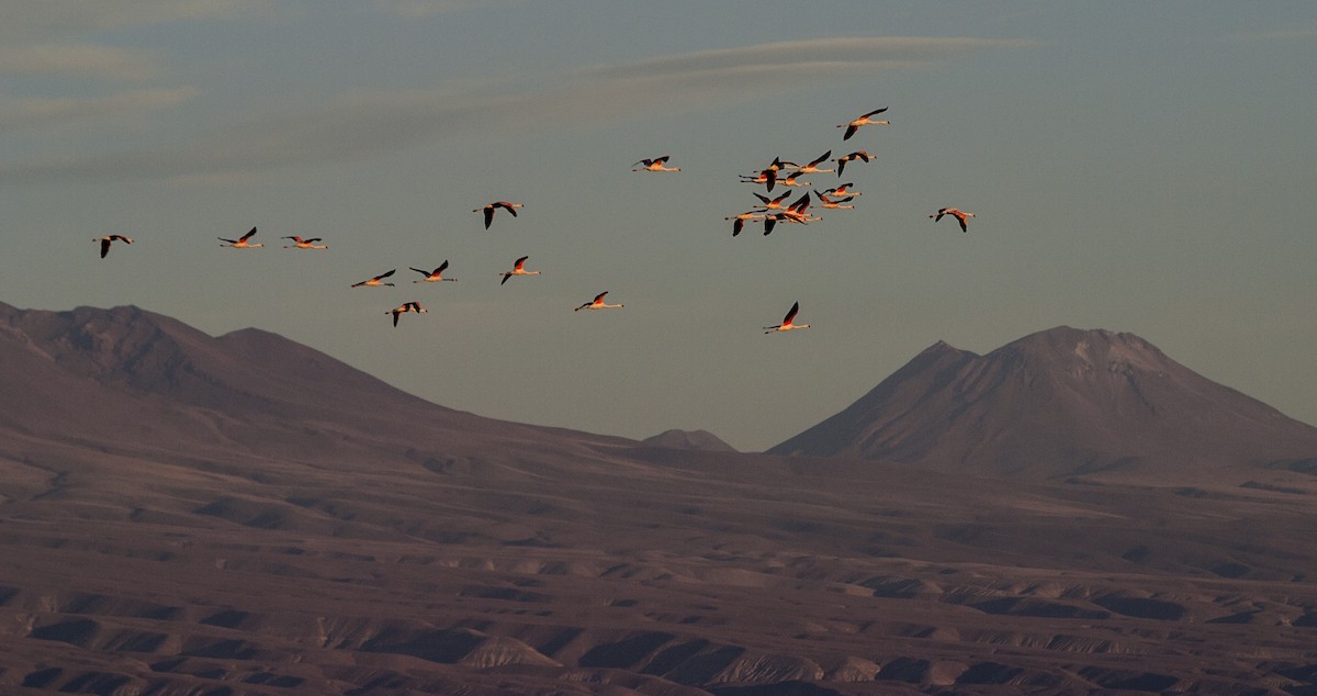 Andean Flamingo - Dominic Garcia-Hall