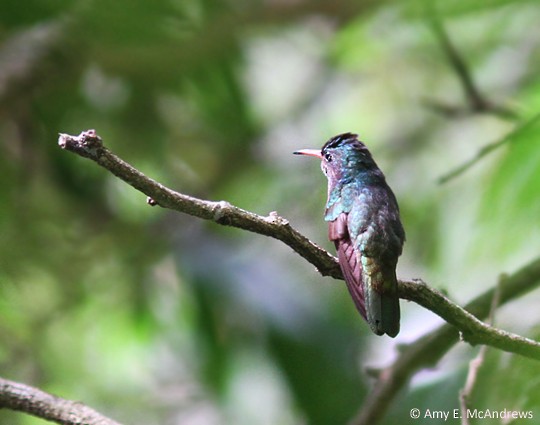 Blue-throated Goldentail - ML130282151